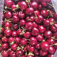 프리미엄 생체리(푸)