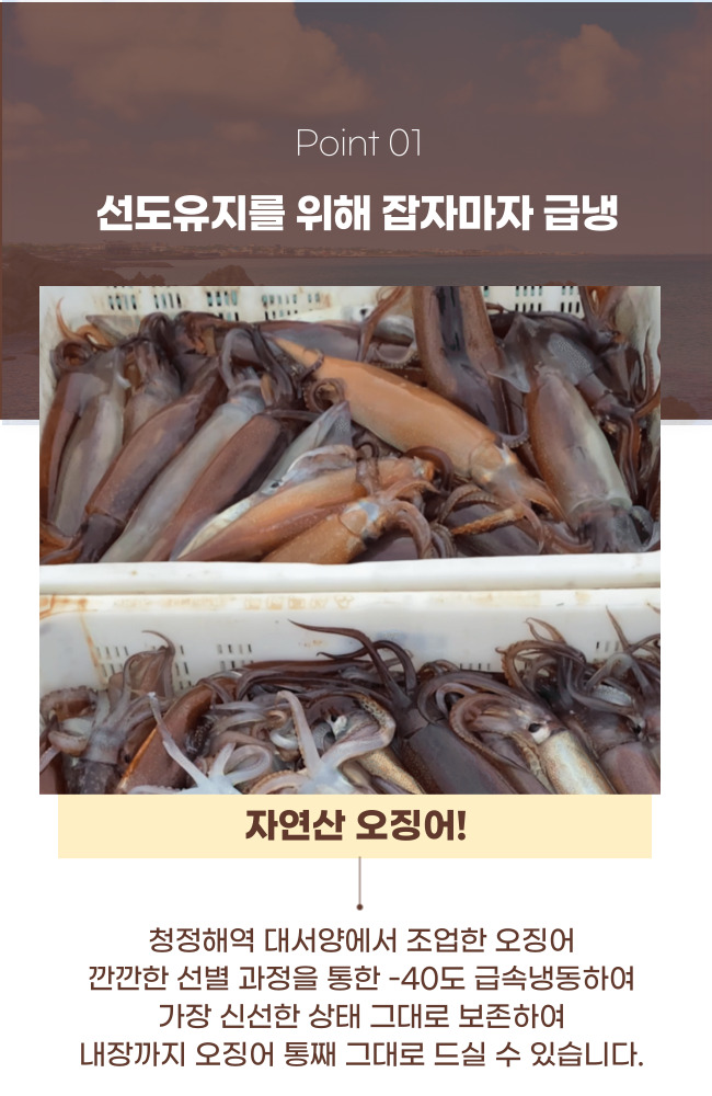 자연산 채낚기 생물 오징어 급냉 통찜오징어 5-8미 1kg